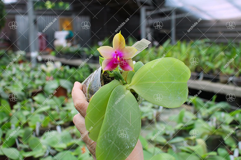 Phalaenopsis Mituo Prince 'Y' x Mituo King Bellina 'R'.jpg