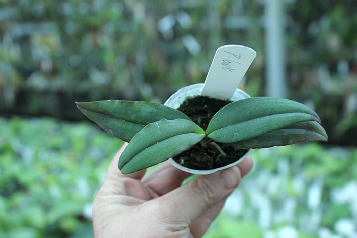 Phalaenopsis lowii.jpg