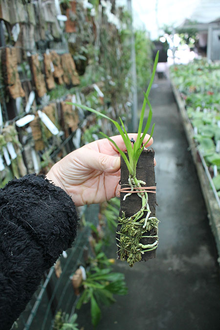 Cymbidiella pardalina.jpg