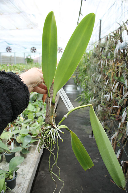 Cattleya x Hardyana semialba.jpg