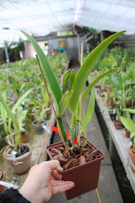 Cattleya mossiae yellow lip x coerulea 'Pablo'.jpg