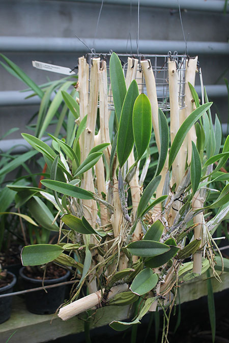 Laelia anceps Dawsonii f Chiapensis.jpg