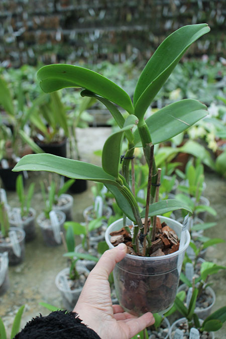 Cattlianthe Siamese Doll 'Kiwi'.jpg