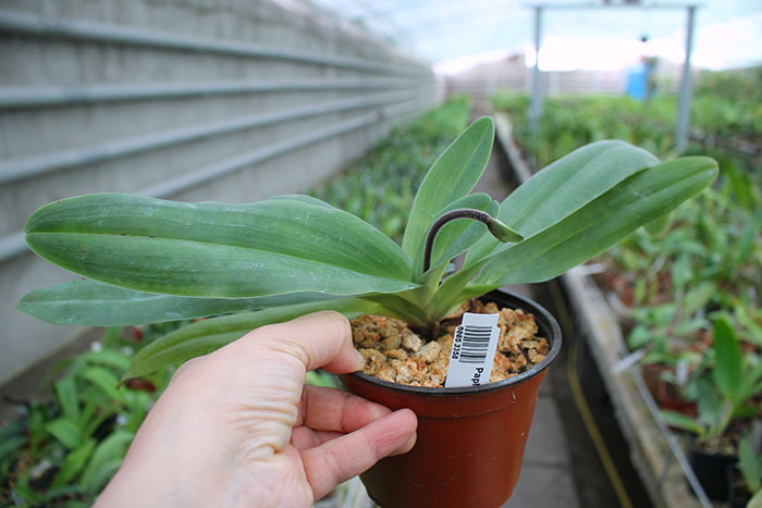 Paphiopedilum glaucophyllum.jpg