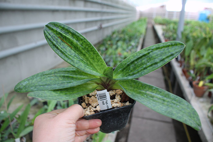 Paphiopedilum rothschildianum x Red Shift.jpg