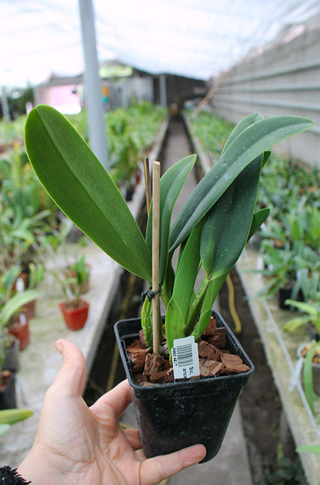 Sophrolaeliocattleya Hsin Buu Lady 'Red Beauty' (Laelia anceps x Sophrolaeliocattleya Wendy's Valentine).jpg