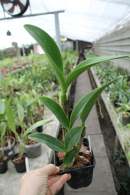 Sophrolaeliocattleya Little Fairy 'Little Fairy'.jpg