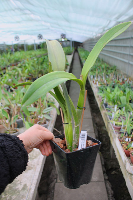 Potinara Tzeng-Wen Free.jpg