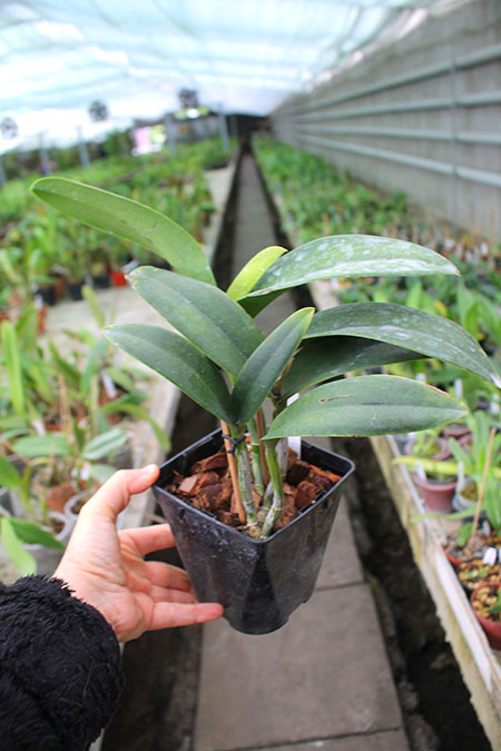 Potinara Shinfong Little Love x Blc Tzeng-Wen Beauty.jpg