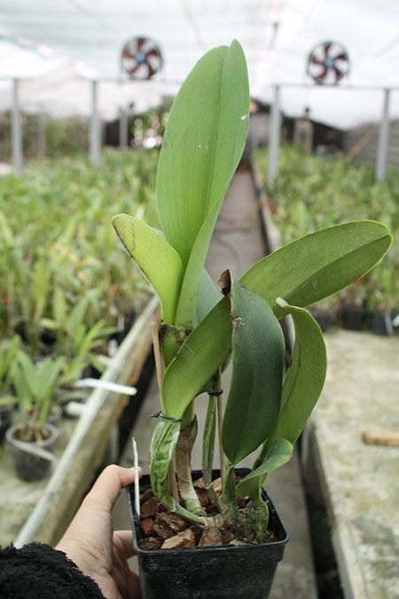 Brassolaeliocattleya Pamela Finney 'All Victory'.jpg