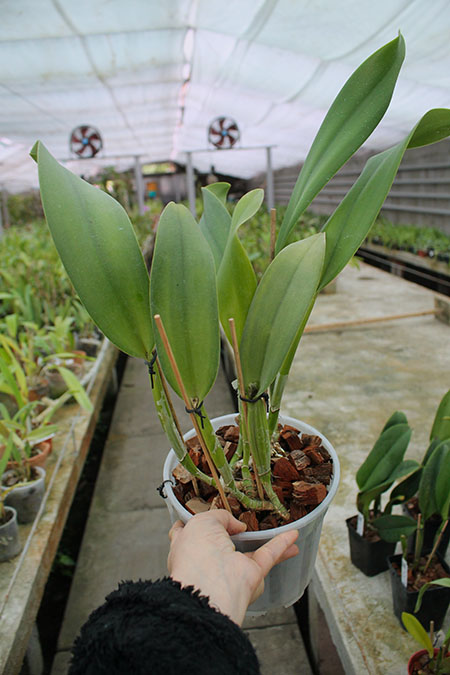 Brassolaeliocattleya Don De Michaels 'Z995' x Brassavola digbyana.jpg