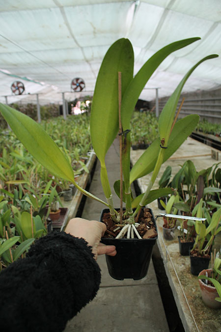 Brassolaeliocattleya Gisele 'Bundchen'.jpg
