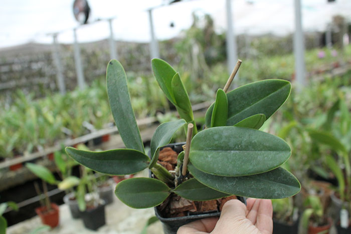 Sophrocattleya Crystelle Smith 'N R'.jpg