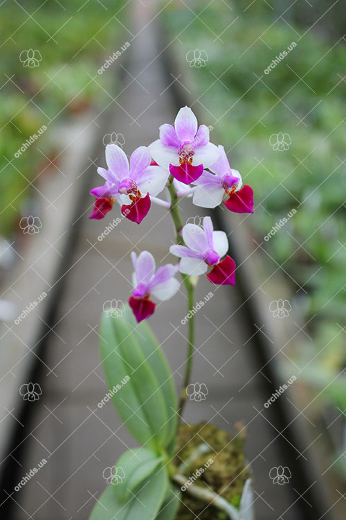 Phalaenopsis Anna-Larati Soekardi 'Joseph Wu'.jpg