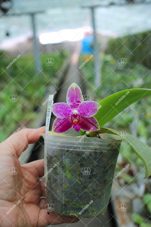 Phalaenopsis Grosbeak.jpg