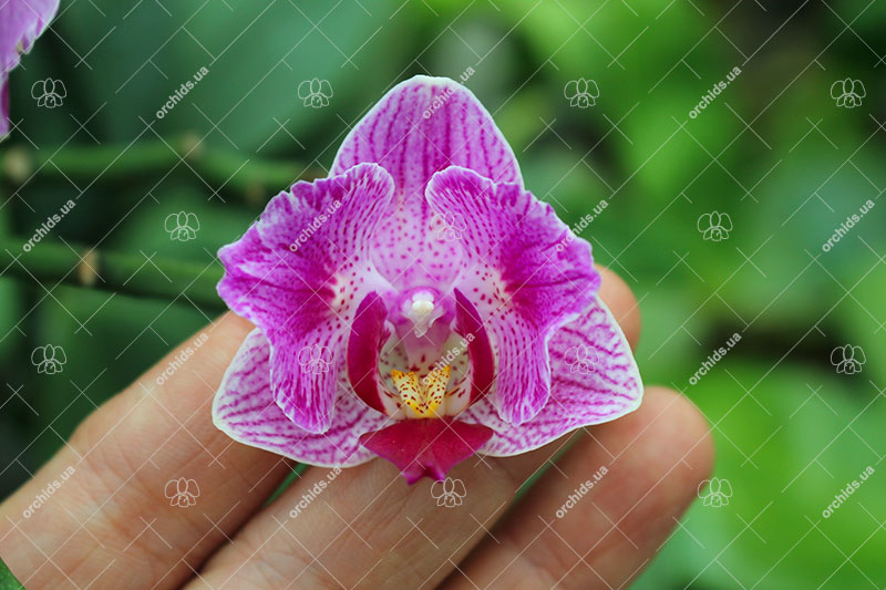 Phalaenopsis (King Shian Stripes x Sogo Vivien).jpg