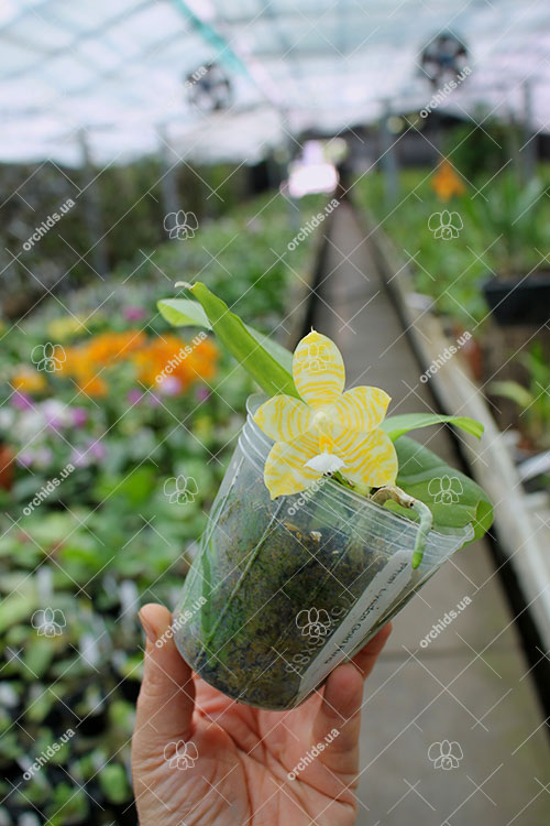 Phalaenopsis Lyndon Gold Ring (clone).jpg