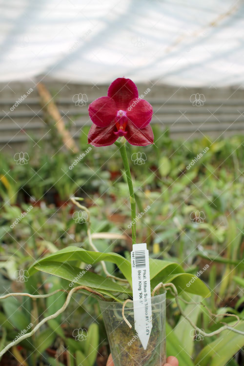 Phalaenopsis Mituo Sun 'Mituo #1' x Ld's Bear King 'RK-1'.jpg