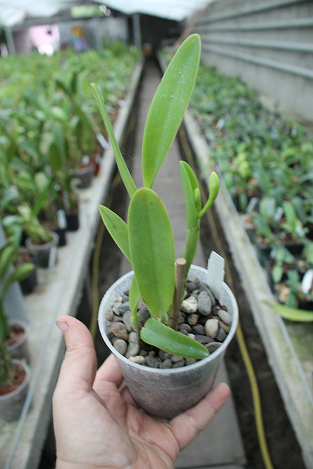 Cattlianthe Tiny Treasure 'Star Amethyst'.jpg