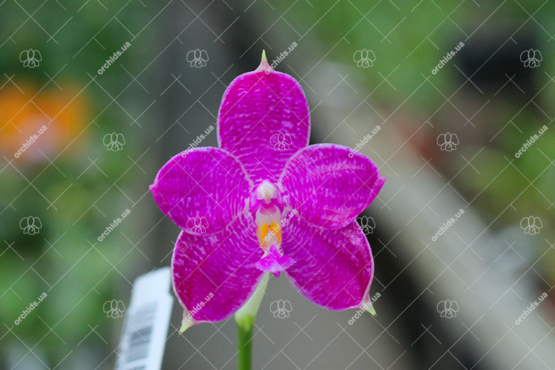 Phalaenopsis Eddy Phantom (Ruby Vasquez x Chang Yi Halo).jpg