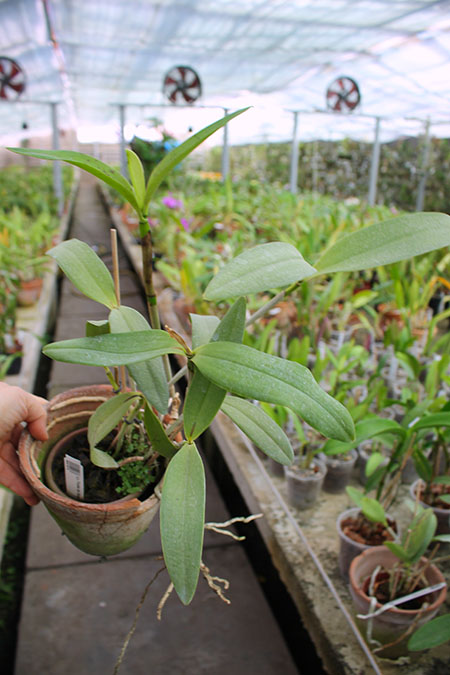 Laeliocattleya Fonte da Saudade.jpg