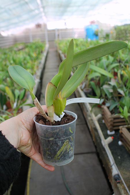 Cattleya warneri coerulea 'Suzuki' x warneri coerulea 'Carolina'.jpg