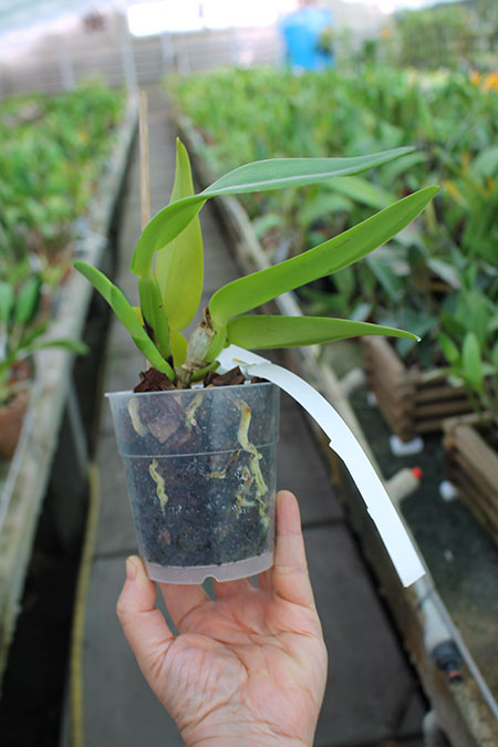 Cattleya warneri concolor 'Z-300' x warneri striata 'EC'.jpg