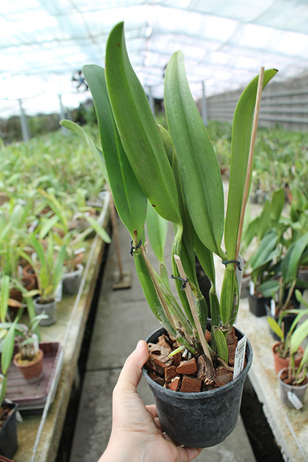 Brassolaeliocattleya Chrissy Compton 'Mary Piazza'.jpg