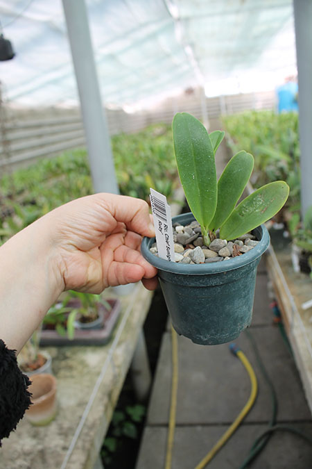 Rhyncholaeliocattleya Chief Sunlight 'Yellow Ruby'.jpg