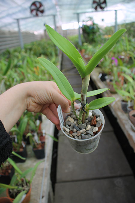 Cattleya Poseidon Lake (bicolor coerulea 'SVO' x Leoloddiglossa 'SVO Speckled Blue').jpg
