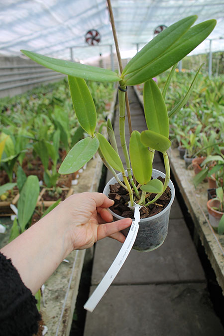 Cattleya guttata bronze sem pintas 'Carlitus'.jpg