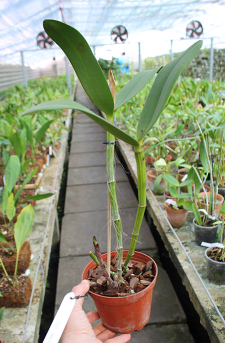 Cattleya violacea alba (OCN White x Valter Rocha).jpg