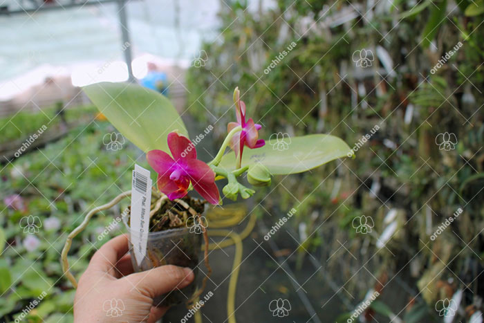 Phalaenopsis Mituo Sun Queen 'Lotus'.jpg