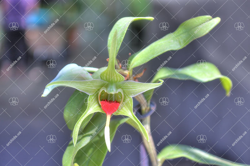 Dendrobium tobaense Giant Typ.jpg