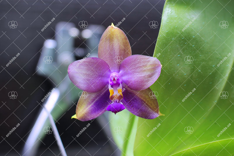 Phalaenopsis LD's Bear King 'YK-14' x Miro Super Star Blue.jpg