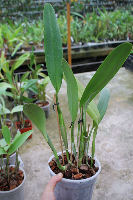 Cattleya Horace 'Maxima'.jpg