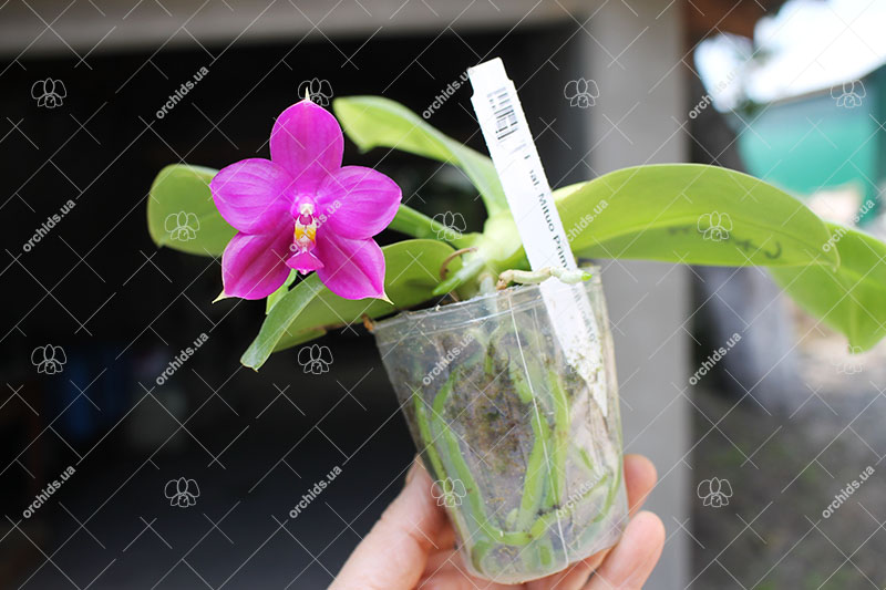 Phalaenopsis Mituo Prima 'Mituo#10'.jpg