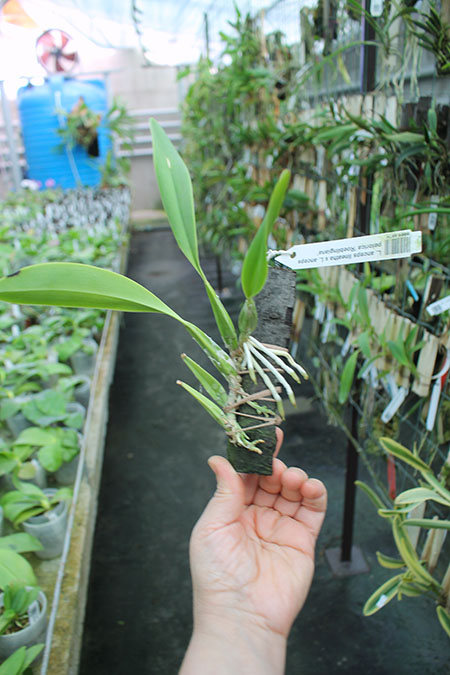 Laelia anceps lineatha x Laelia anceps pelorica 'Roeblingiana'.jpg