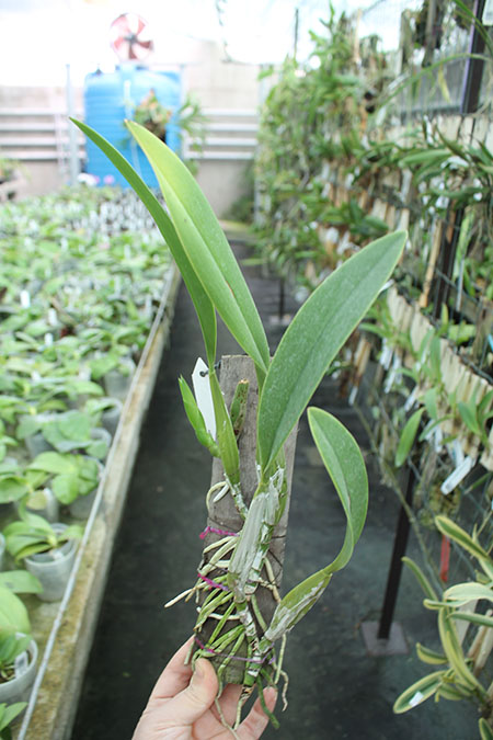 Laelia anceps.jpg