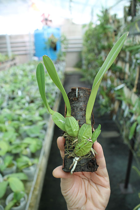 Laelia rubescens semi alba.jpg