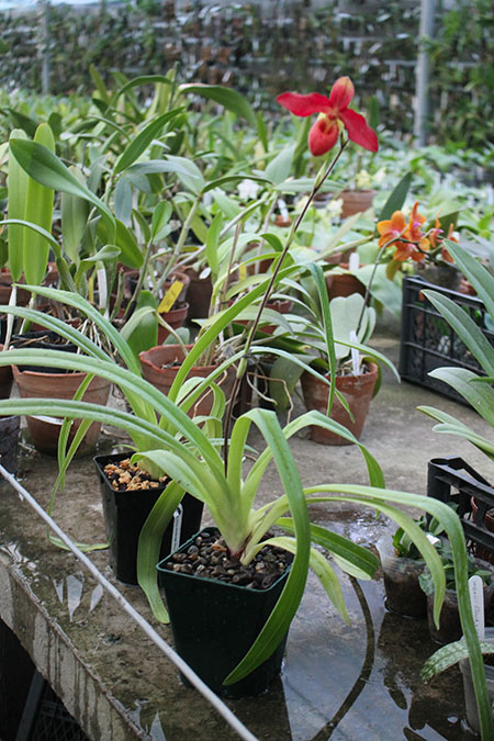Phragmipedium Andean Fire (besseae x lidleyanum).jpg