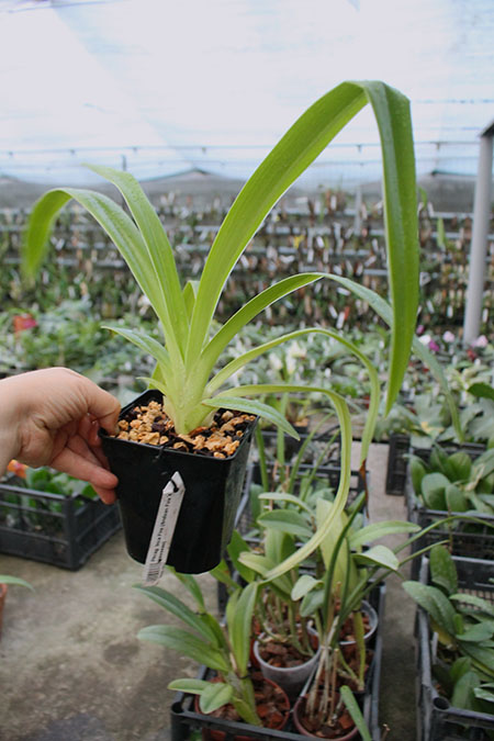 Phragmipedium Inca Fire (Andean Fire x besseae).jpg