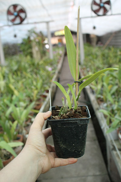 Cattleya maxima semi alba 'AWZ' x SELF.jpg