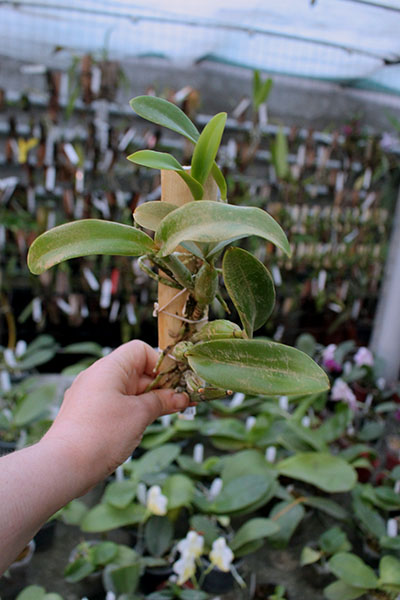 Cattleya nobilior.jpg