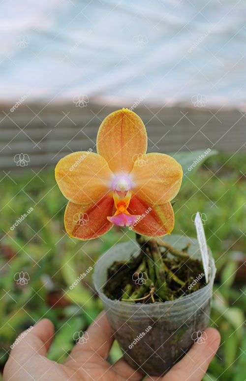 Phalaenopsis Joy Jewel Box %28Joy Spring Venus x Buena Jewel%29 (1).jpg