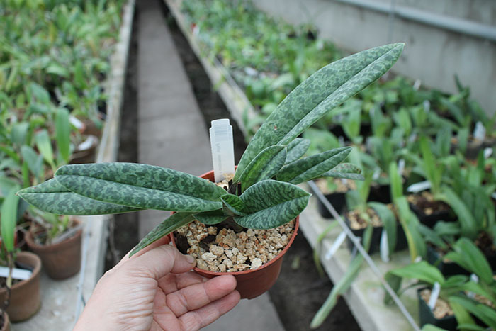 Paphiopedilum venustum x sib.jpg