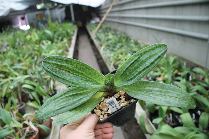 Paphiopedilum rothschildianum x Red Shift.jpg