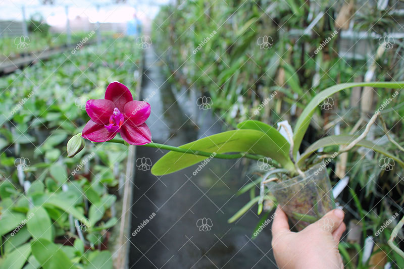 Phalaenopsis Mituo Sun 'Mituo #1' x Ld's Bear King 'RK-1'.jpg