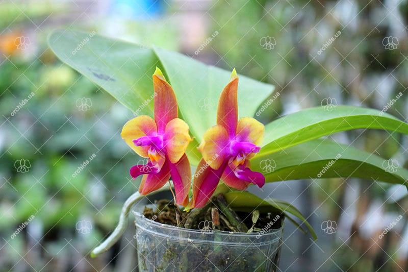 Phalaenopsis (Yin's Bellina Kaiulani x Ld's Bear Queen ) x Dragon Tree Eagle 'Red Eagle'.jpg