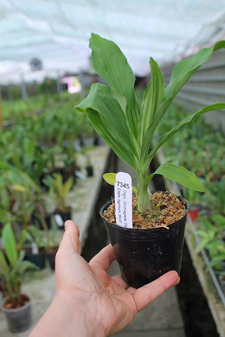 Catasetum Orchidglade 'Davie Ranches' x Catasetum tiginum 'SVO'.jpg